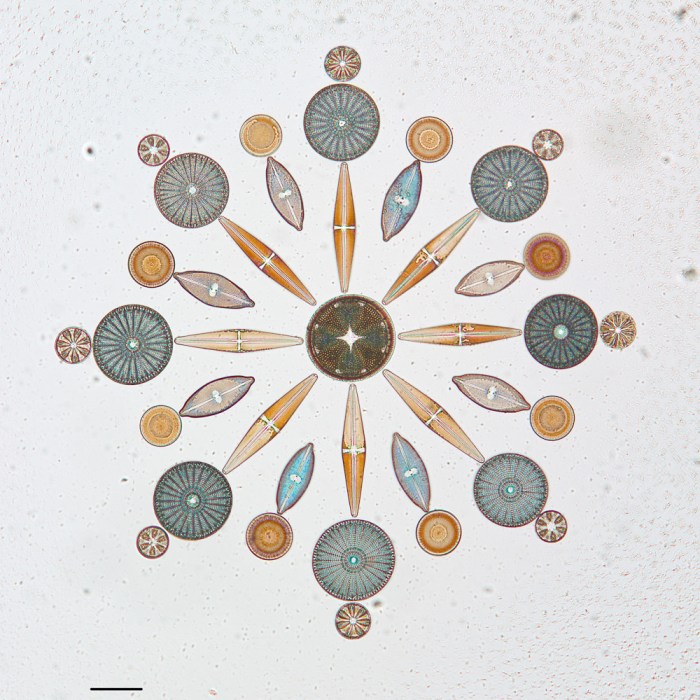 Arranged Diatoms on Microscope Slides in the California Ac… | Flickr Slides