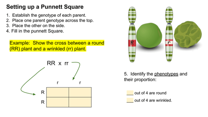 Monohybrid Punnett Squares Practice (Remote Learning) Slides